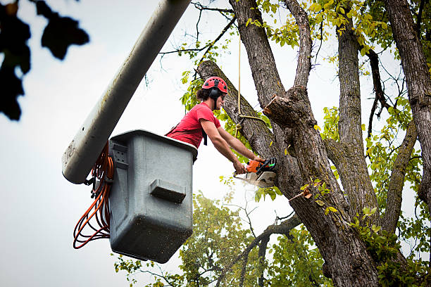 Best Commercial Tree Services  in Mcconnell Af, KS